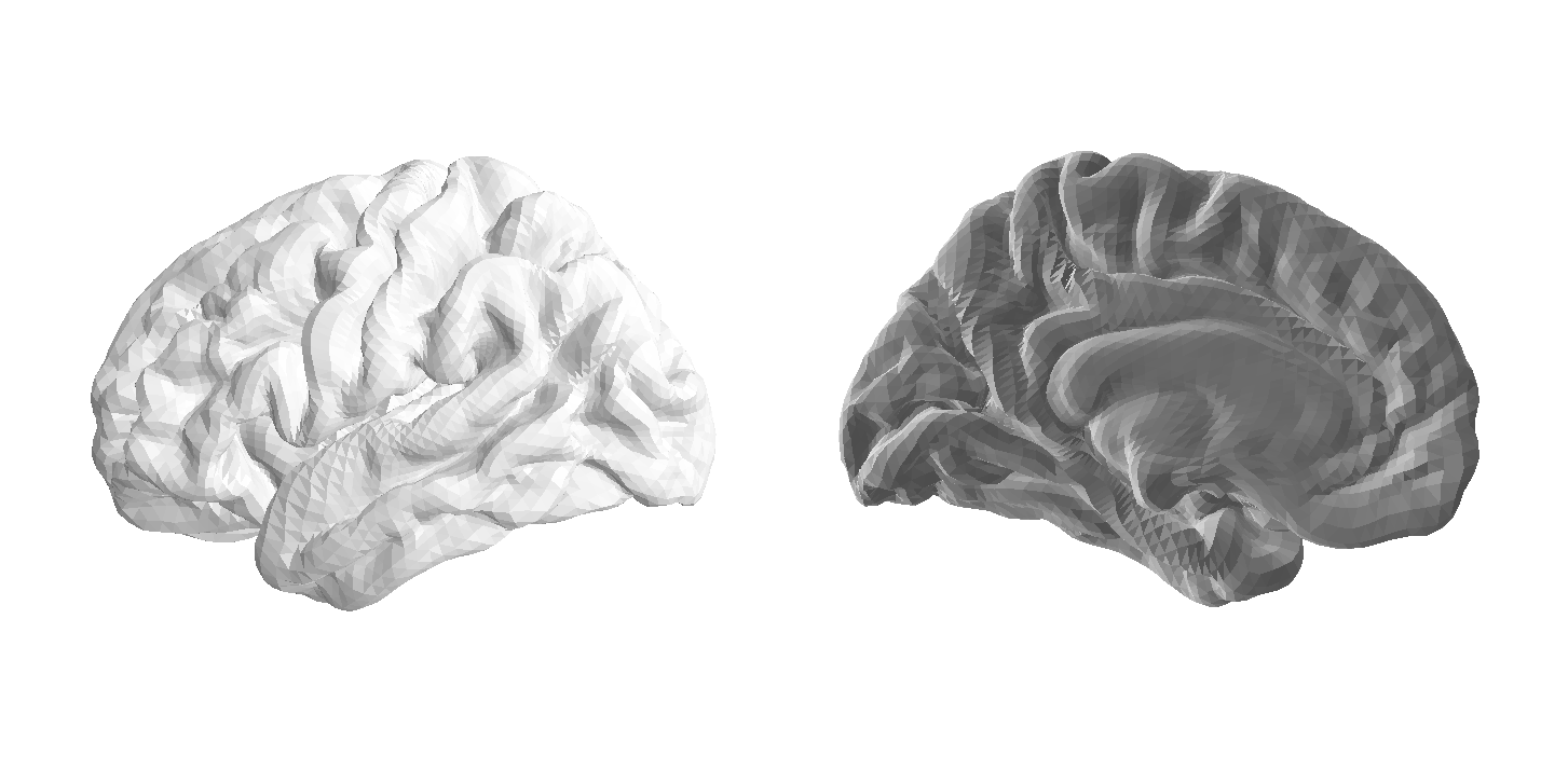 Cortical surface